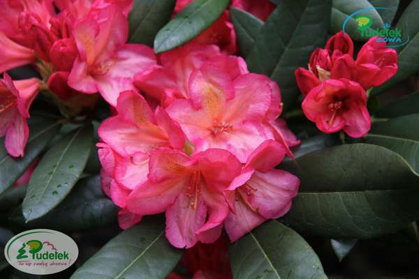 Rhododendron Balalaika